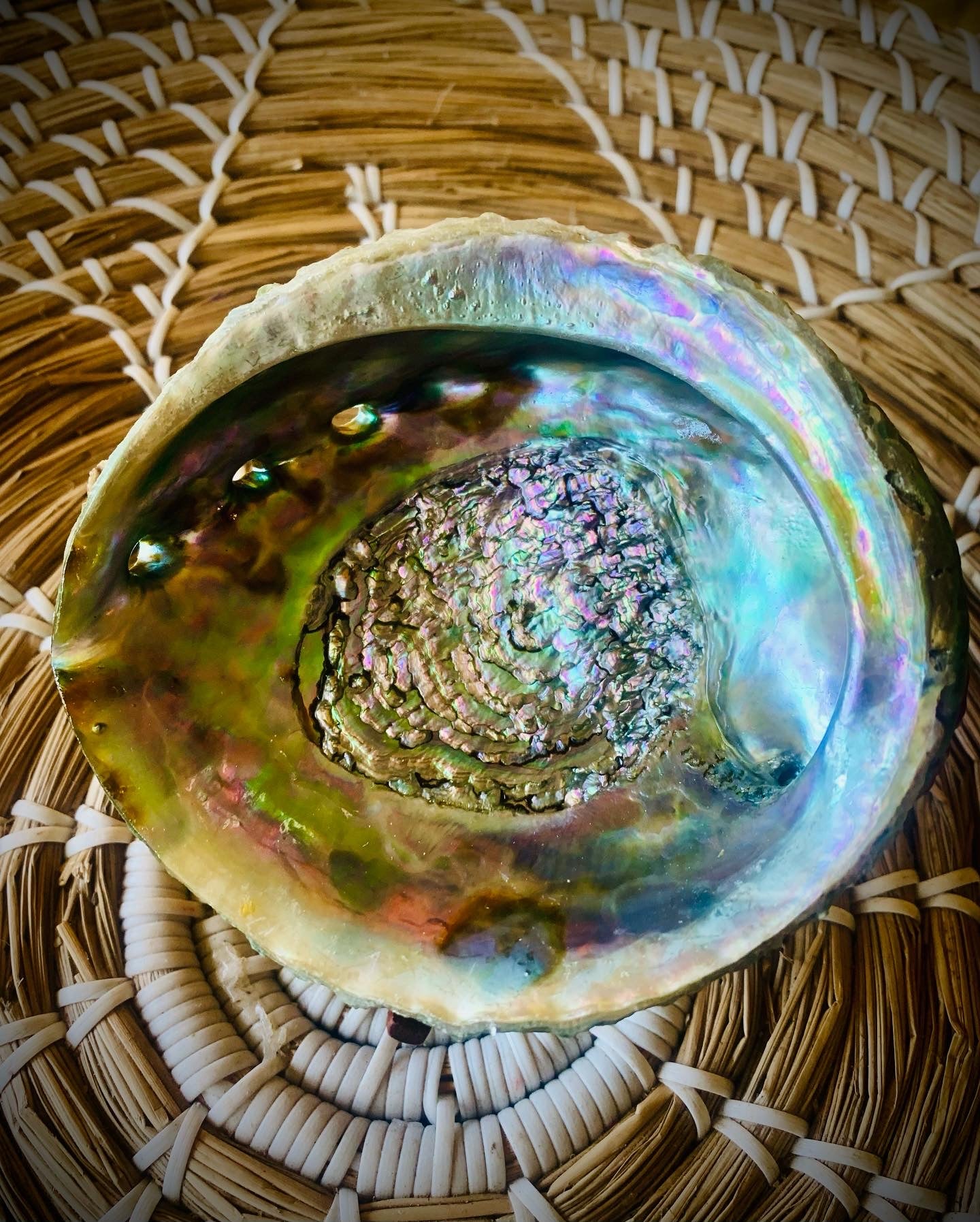 Abalone Shells